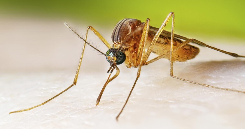 Close-up of a mosquito on skin
